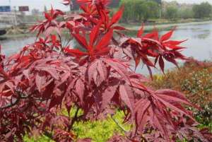 红枫种植的移栽“输液”技巧
