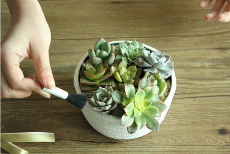 多肉植物拼盘盆景制作 多肉植物拼盘盆景制作