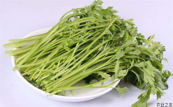芹菜施肥技术