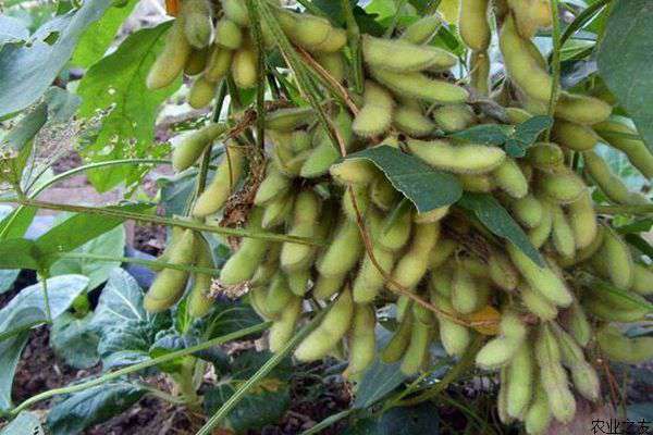 鲜食毛豆种植要点