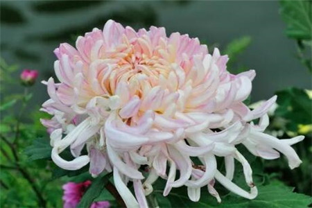 菊花 菊花