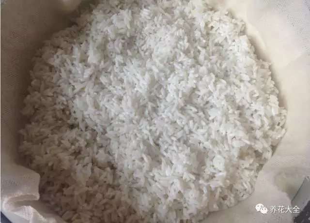 糯米 糯米