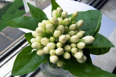 茉莉花开 茉莉花开