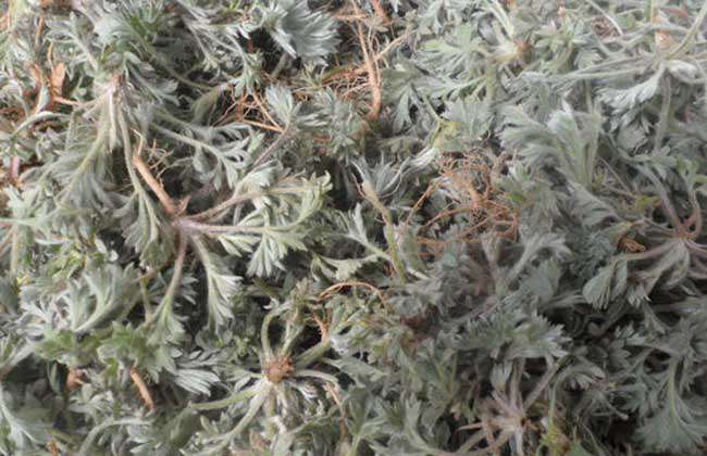 茵陈的栽培技术