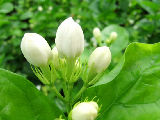 茉莉花蕾 茉莉花蕾
