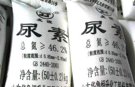 双孢菇栽培怎么管理?