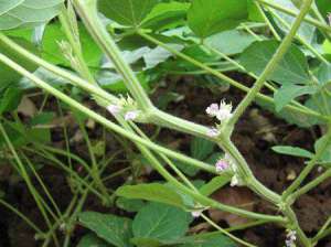 夏大豆开花如何管理？