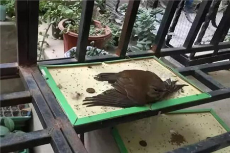 杀鸡儆猴 杀鸡儆猴