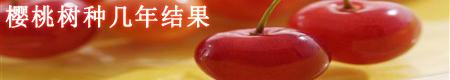 樱桃树修剪有哪些方法？