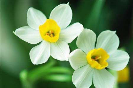 水仙花 水仙花
