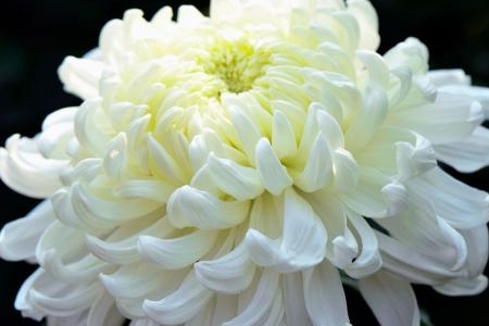 菊花 菊花