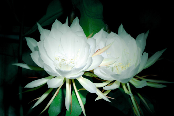 昙花食肉吗 昙花食肉吗