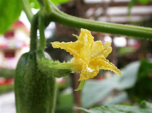 种植黄瓜怎么夺高产？黄瓜种植增产五法