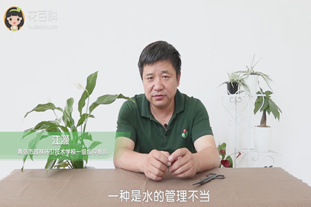 白掌 白掌