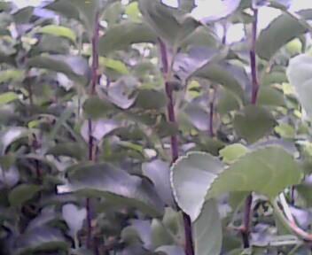 苹果树如何种植好?