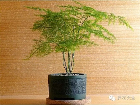 文竹 文竹
