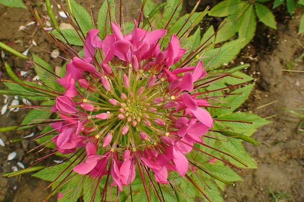醉蝶花的养护要点 醉蝶花的养护要点