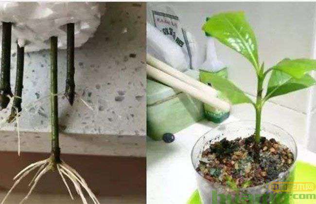 初春花木扦插繁殖的注意事项和技术要点 初春花木扦插繁殖的注意事项和技术要点