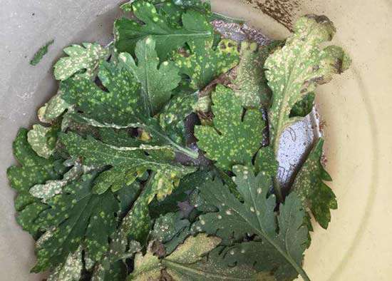 菊花白锈病 菊花白锈病