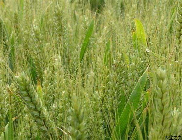 小麦种植技术之湿害防治方法