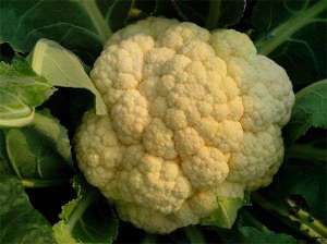 高山花椰菜无公害高产栽培技术
