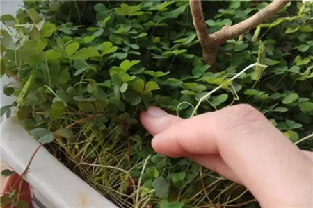 护盆草 护盆草