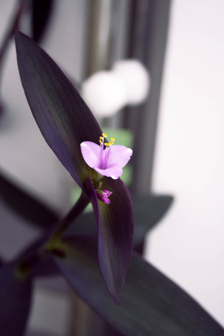 吊竹梅花朵独枝 吊竹梅花朵独枝