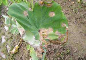 芋头病害综合防治技术
