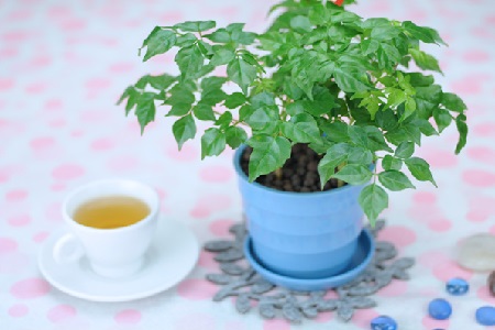 幸福树 幸福树