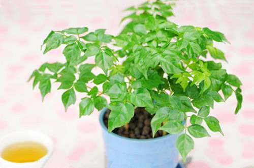 盆栽花卉 盆栽花卉