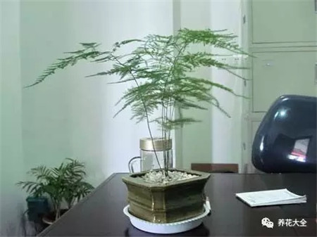 办公室养花禁忌 办公室养花禁忌