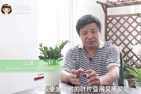 金钱树 金钱树