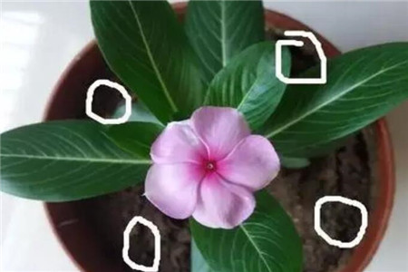 美丽的小花 美丽的小花
