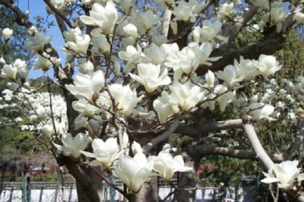 白兰花可以种在庭院吗 白兰花可以种在庭院吗