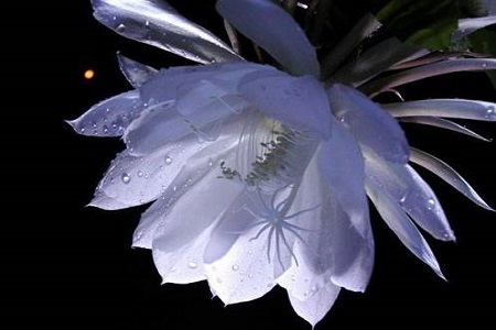 昙花 昙花
