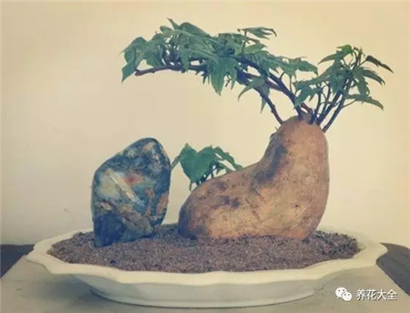 地瓜盆景欣赏 地瓜盆景欣赏
