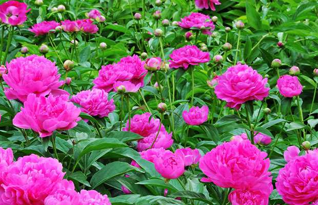 芍药2.jpg