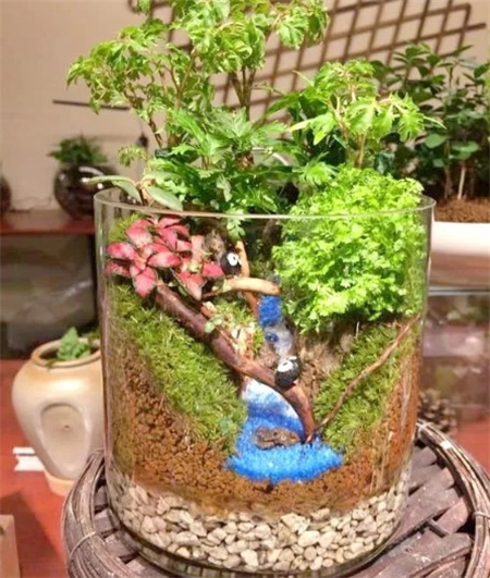 微景观 微景观