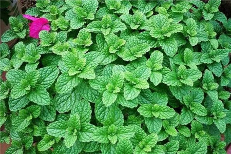 薄荷 薄荷