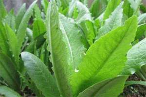 无公害叶用莴苣种植的田间管理