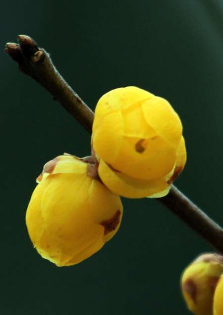 腊梅花 腊梅花
