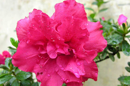 四季杜鹃花 四季杜鹃花