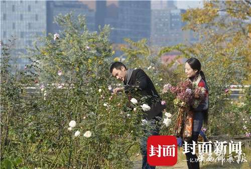 四季玫瑰盛开3.jpg