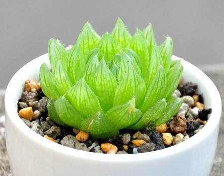 盆栽樱水晶