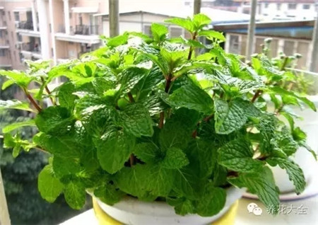 薄荷 薄荷