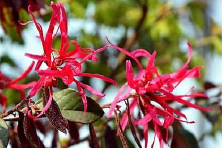 红花继木 红花继木