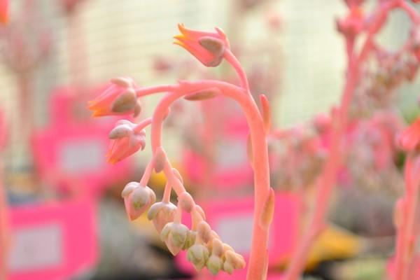 花剑 花剑