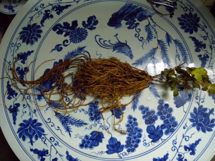 铁线莲根部 铁线莲根部
