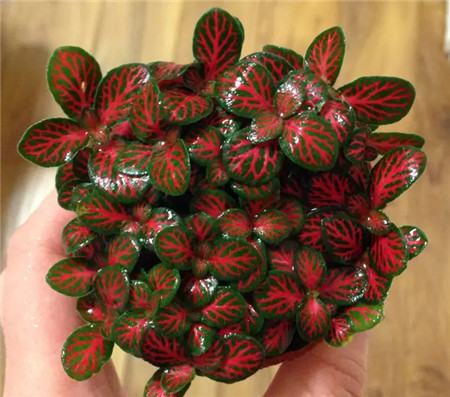 小巧玲珑 小巧玲珑
