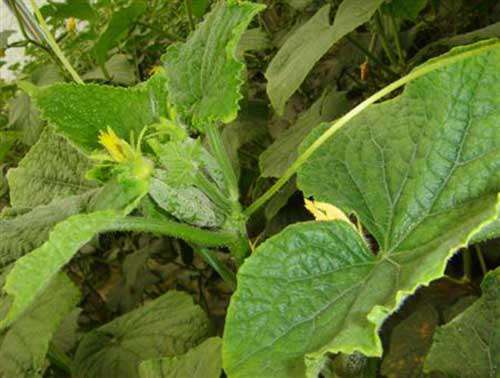 种植黄瓜怎么夺高产？黄瓜种植增产五法